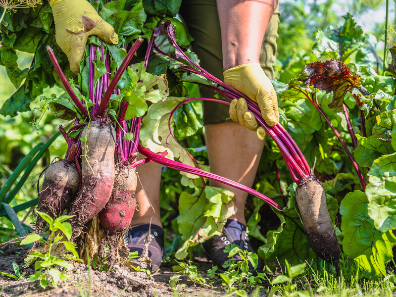 Увидели это на ботве – начинайте копать. Два секрета, благодаря которым свекла пролежит до весны