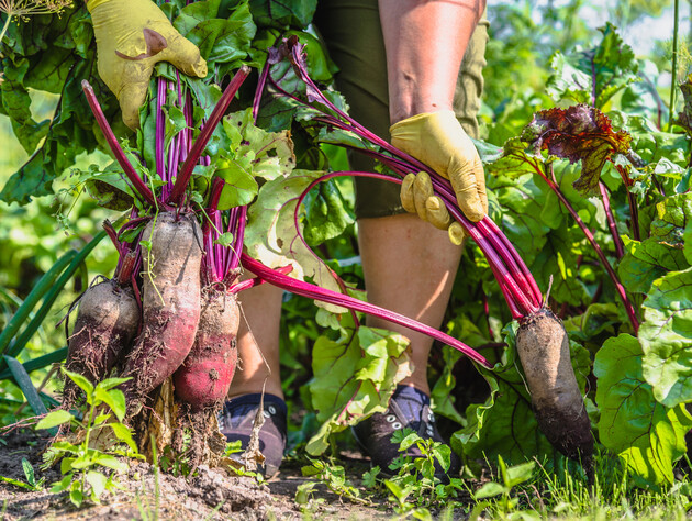 Увидели это на ботве – начинайте копать. Два секрета, благодаря которым свекла пролежит до весны