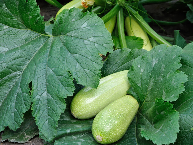 Полейте кабачки этим раствором без химии, чтобы собирать урожай до заморозков