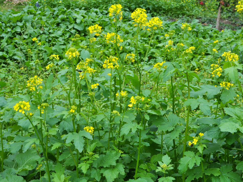 Опытные огородники всегда разбрасывают это на участке, чтобы избавиться от сорняков и удобрить землю