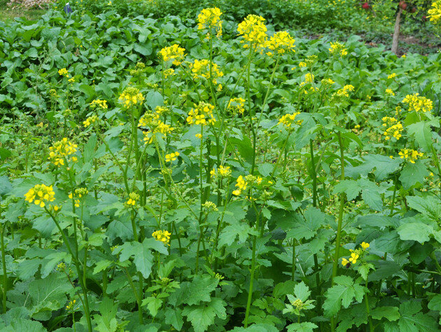 Опытные огородники всегда разбрасывают это на участке, чтобы избавиться от сорняков и удобрить землю