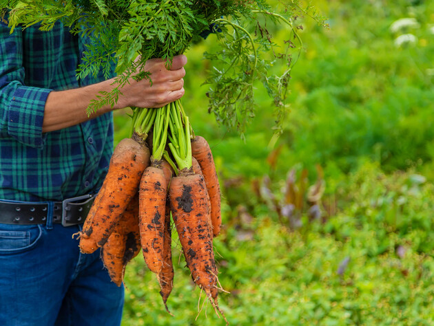 Выкопайте морковь в это время – и урожай будет храниться очень долго. Признаки сладких корнеплодов