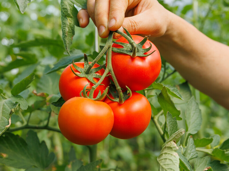 Просто следуйте этим советам – и урожай помидоров будет огромным. Проверенные лайфхаки