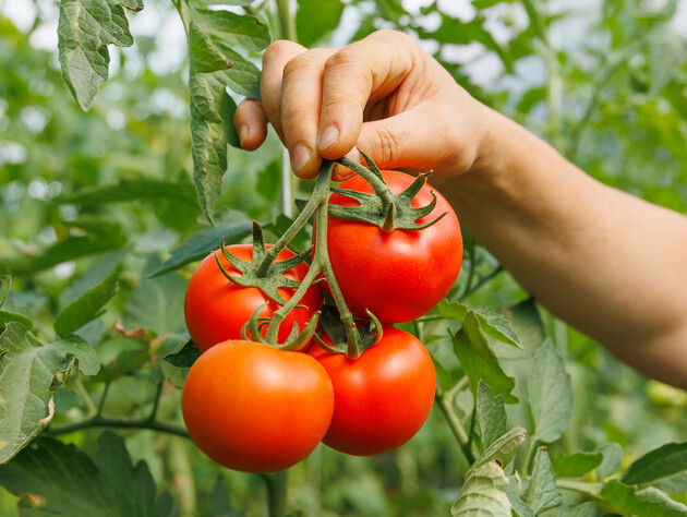 Просто следуйте этим советам – и урожай помидоров будет огромным. Проверенные лайфхаки