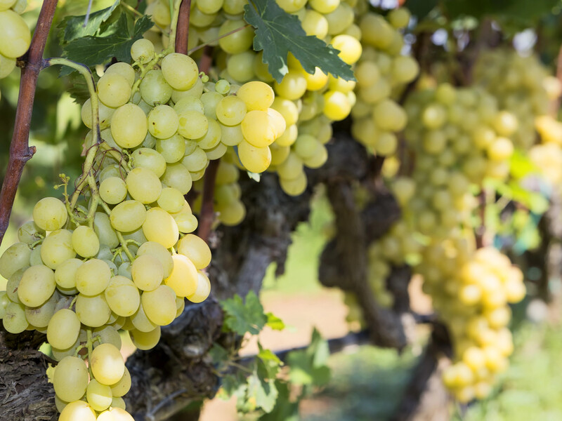 Обязательно сделайте это в августе – и гроздья винограда вырастут большими. Надежный способ