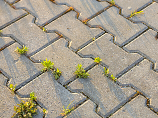 Розчиніть це у воді – і бур'яни на плитці зникнуть. Дачники розповіли рецепт ефективного розчину