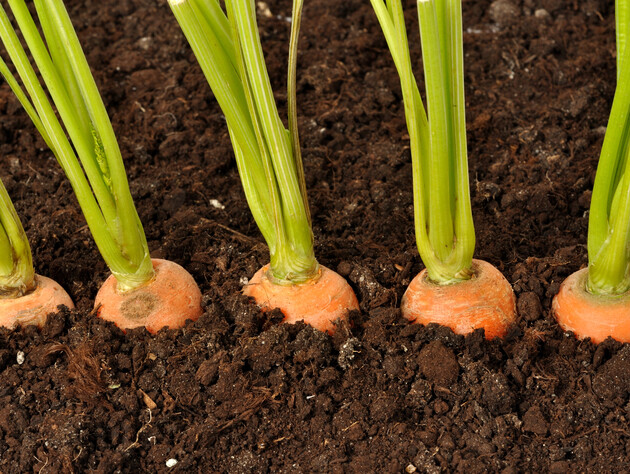 Никогда не делайте это во время сбора урожая – и морковь будет долго оставаться свежей и сочной