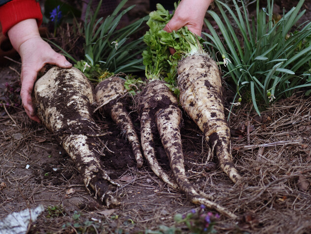 Может стать причиной серьезных ожогов. Огородники назвали растение, которое может быть опасным