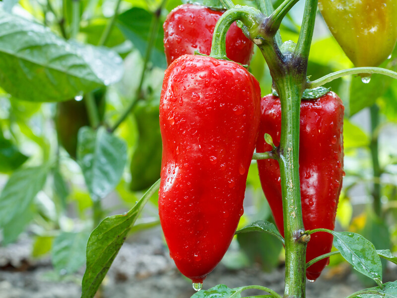 Чтобы перец долго хранился и был вкусным – собирайте его тогда, когда увидите эти признаки