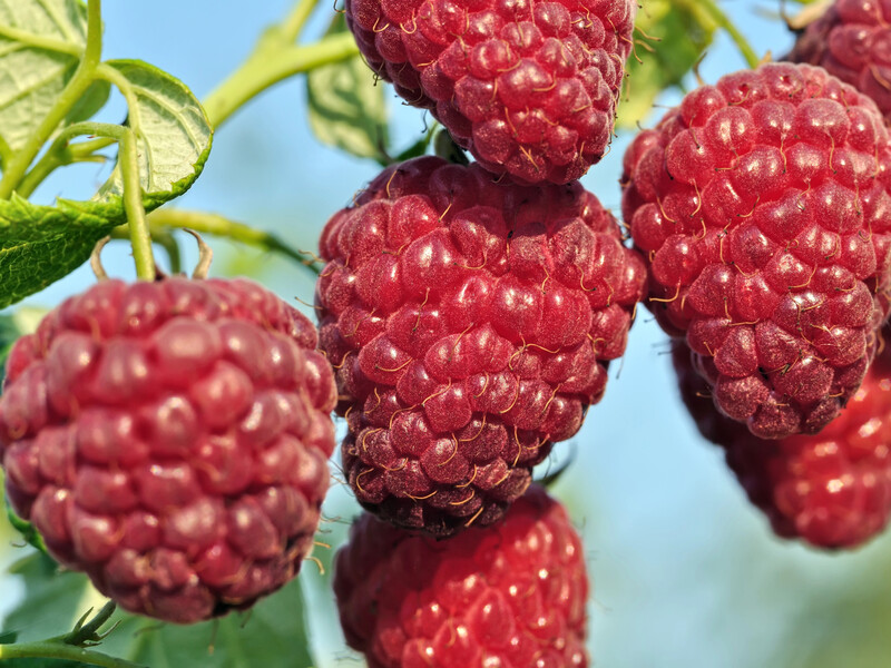 В августе после сбора ягод подкормите этим малину – и в следующем году она будет щедро плодоносить