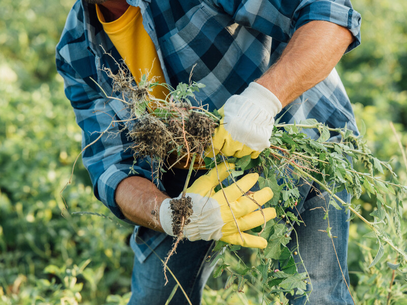 Просто обробіть бур'яни цим – і вони швидко зникнуть. Препарат, який не зашкодить іншим культурам