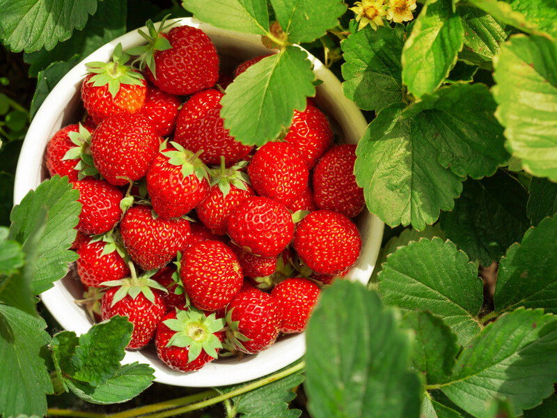В сентябре раскидайте это на огороде – и через год ведрами будете собирать сладкую и крупную клубнику