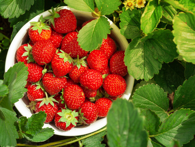 В сентябре раскидайте это на огороде – и через год ведрами будете собирать сладкую и крупную клубнику