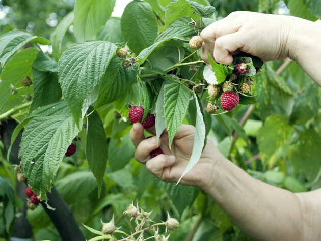 Такие действия помогут собрать урожай малины два раза в год. Секреты правильной подрезки кустов