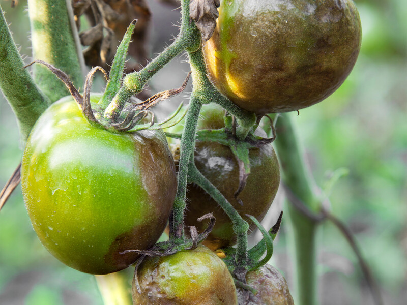 Обробіть цим помідори від фітофторозу – і ще встигнете зібрати великий урожай. Надійний спосіб