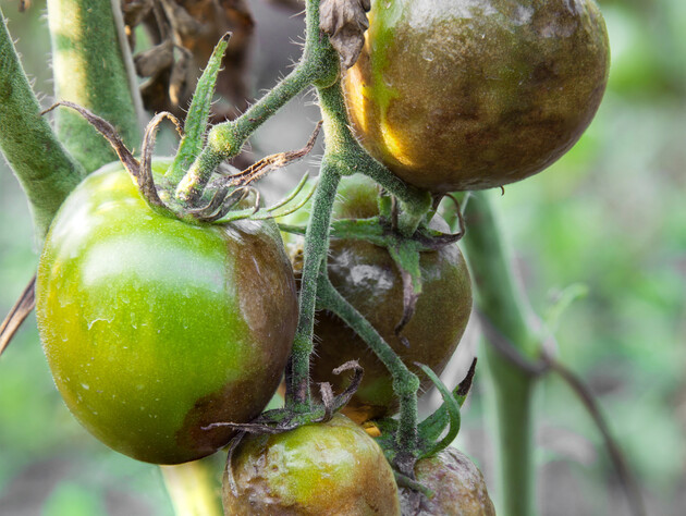 Обработайте этим помидоры от фитофтороза – и еще успеете собрать большой урожай. Надежный способ