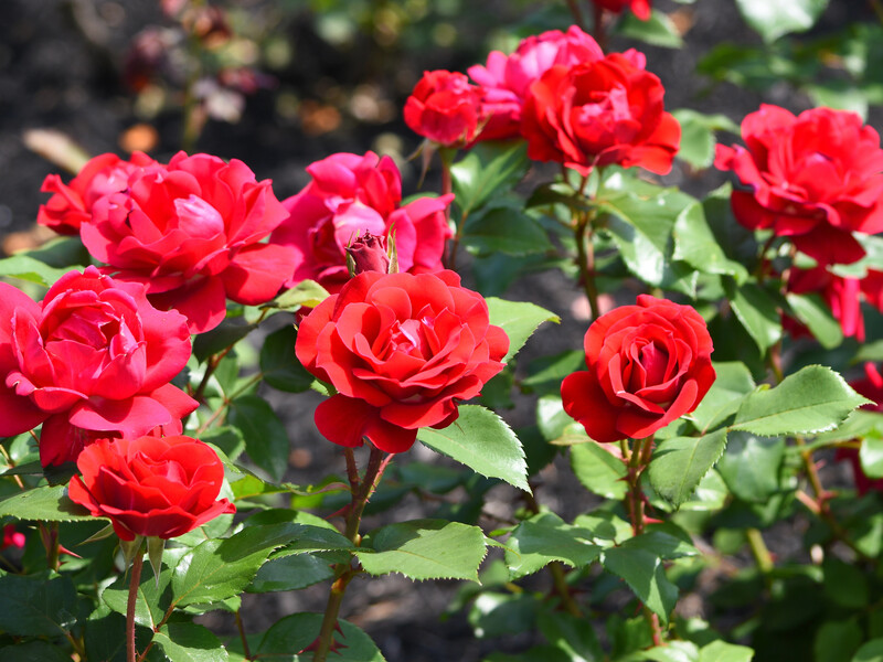 Зробіть це – і троянди квітнутимуть до самих морозів. Перевірений метод