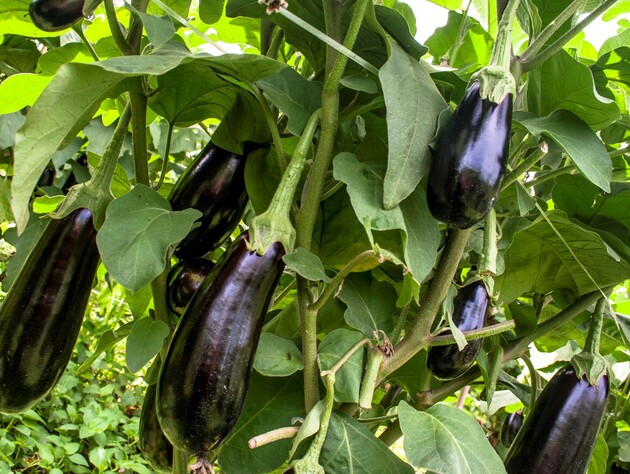 Это универсальное удобрение ускорит урожай баклажанов, перца и помидоров. Просто сделайте так