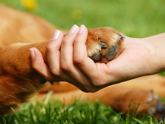У Рівненській області чоловік заколов вилами собаку, бо той з'їв його курку й украв кроля