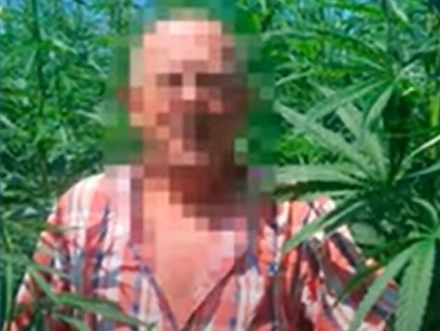 СБУ показала новые доказательства по делу чиновника НАБУ, подозреваемого в торговле с РФ. Речь о продаже конопли