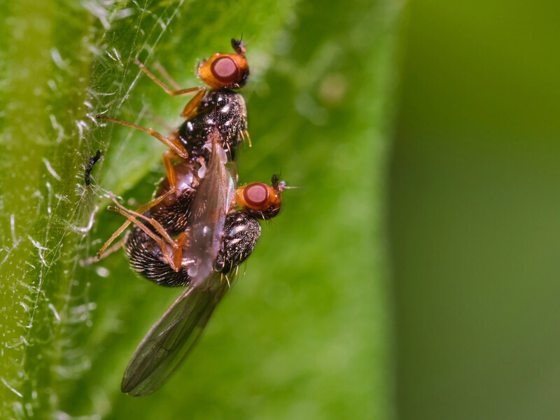 Натуральный раствор защитит от морковной мухи. Вредитель боится такого средства
