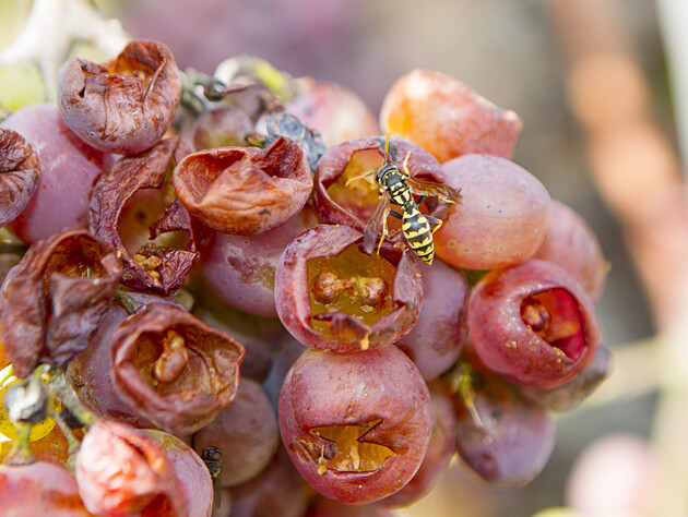 Воспользуйтесь этим советом – и осы оставят виноград в покое. Рабочий метод без химии