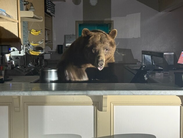 У Каліфорнії ведмідь уночі вдерся в магазин, щоб поласувати полуничним морозивом. Фото