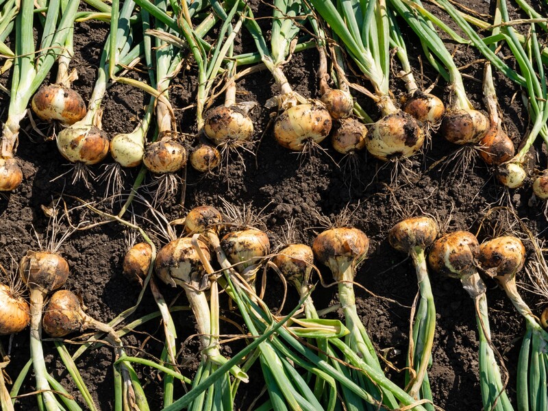 Обязательно обрежьте это на луке – и он будет очень долго храниться. Надежный совет