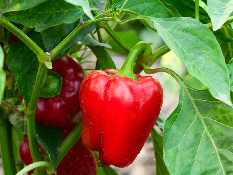 В августе подкормите этим перец – и он созреет на глазах. Опытная огородница поделилась секретами