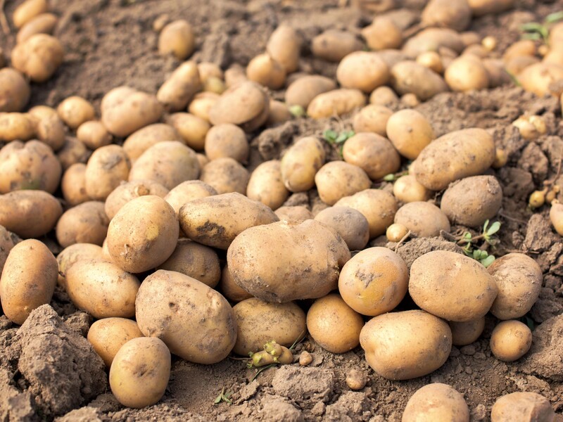 Сделайте так – и картофель в квартире будет храниться до весны. Проверенный способ