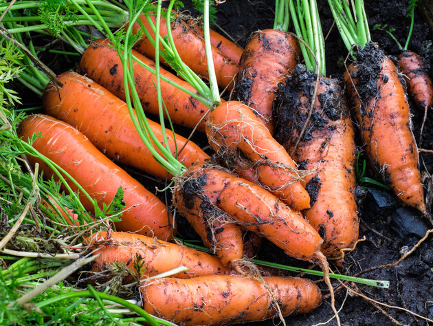 Подкормите этим морковь – и она вырастет невероятно сладкой. Секреты щедрого урожая