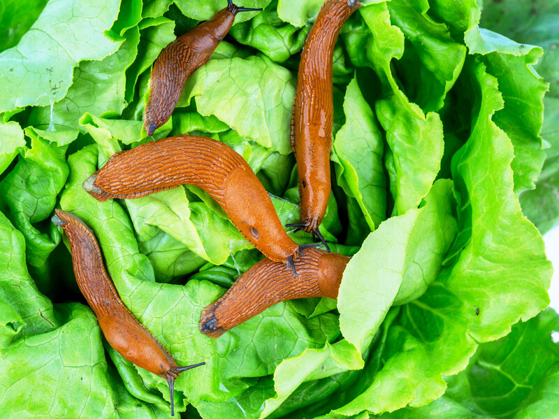 Якщо від слимаків нічого не допомагає, розсипте це – і вони швидко зникнуть. Надійний спосіб