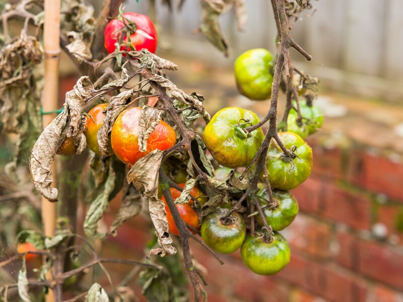 Как в августе спасти томаты от фитофторы? Назван эффективный препарат с коротким сроком ожидания