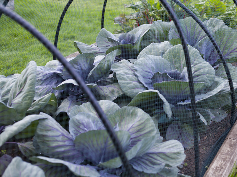  В конце августа растворите это в воде – и капуста сформирует тугие головки без пустот