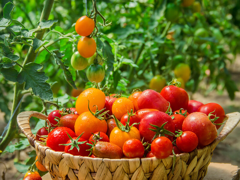 Как ничего не делать и через два месяца собрать щедрый урожай томатов. Раскрыт главный секрет дачников