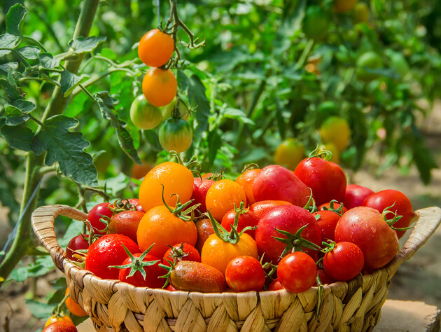 Як нічого не робити – й за два місяці зібрати щедрий урожай томатів. Розкрито головний секрет дачників