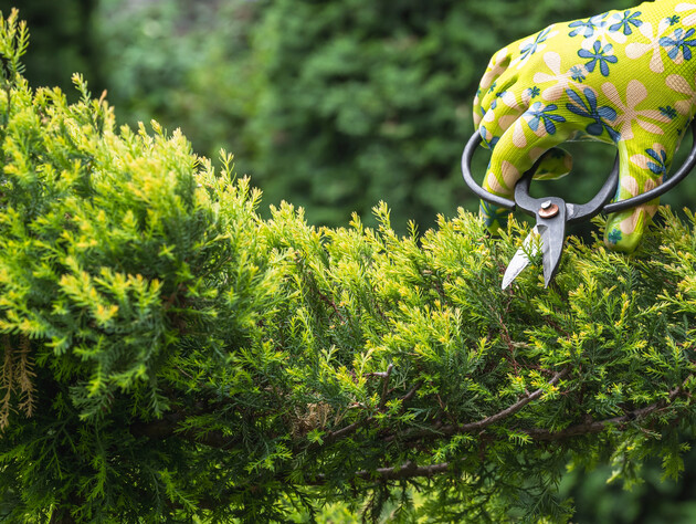 Як підстригти скельний ялівець, щоб він не почав хворіти й сохнути