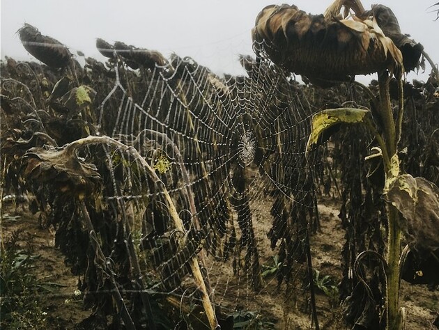 Українські фермери продавали врожай із радіоактивних угідь – Офіс генпрокурора