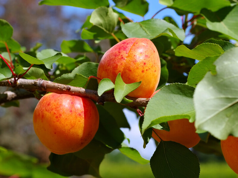 Посадите семь растений под абрикосом – и не нужно будет ежегодно опрыскивать деревья