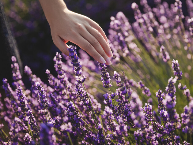 10 рослин, які добре ростуть на бідному й піщаному ґрунті