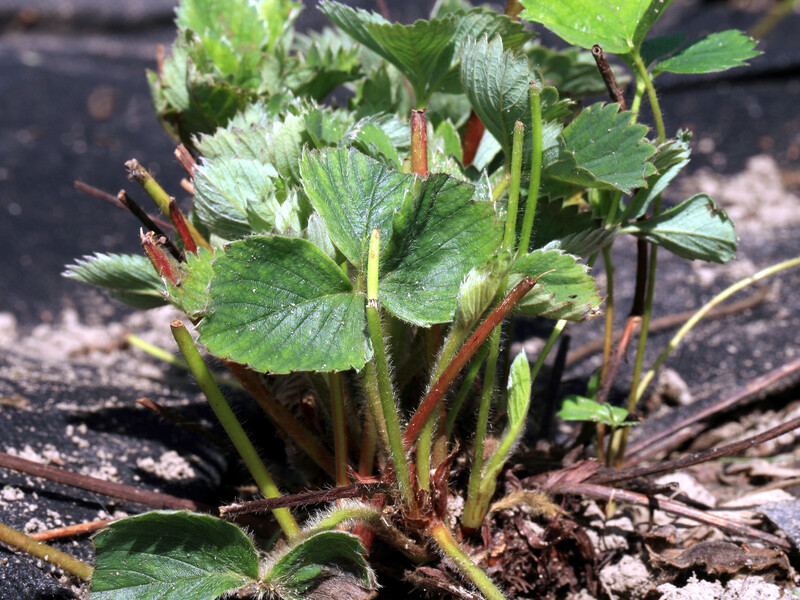 Как подкормить куст клубники в августе, чтобы в следующем сезоне был большой урожай