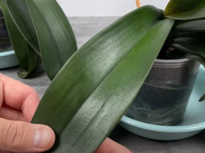 Растворите это в воде – и орхидея начнет активно цвести и развиваться. Рецепт подкормки без химии