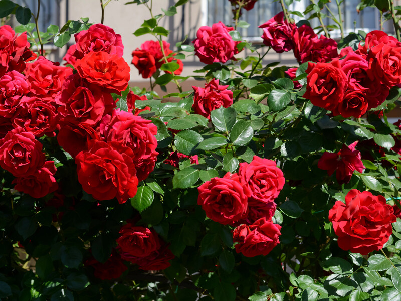 В сентябре обрежьте это с кустов роз – и весной они порадуют обильным цветением. Три правила обрезки