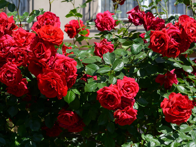 В сентябре обрежьте это с кустов роз – и весной они порадуют обильным цветением. Три правила обрезки