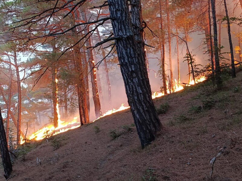 Украинский дрон вызвал пожар рядом с дворцом Путина в Геленджике