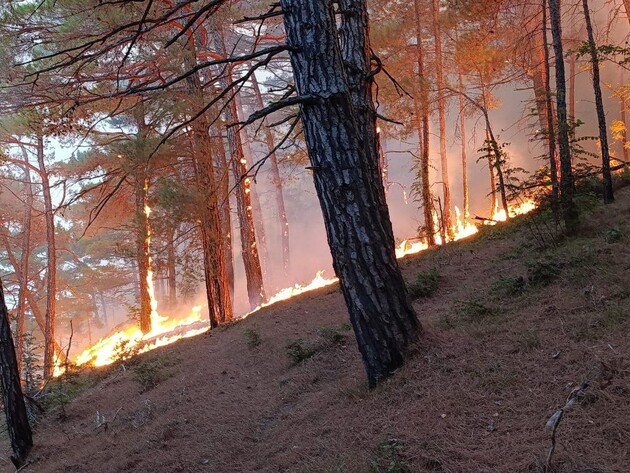 Украинский дрон вызвал пожар рядом с дворцом Путина в Геленджике
