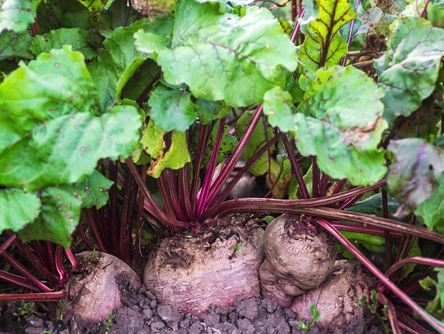 Буряк ніколи не зіпсується в підвалі, якщо відмовитися від цього за три тижні до збирання врожаю