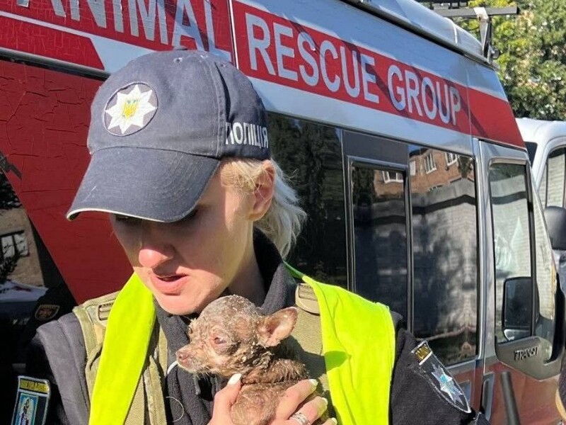 Переноска чудом уцелела. Волонтеры рассказали, как спасали животных из дома в Киеве после удара РФ 