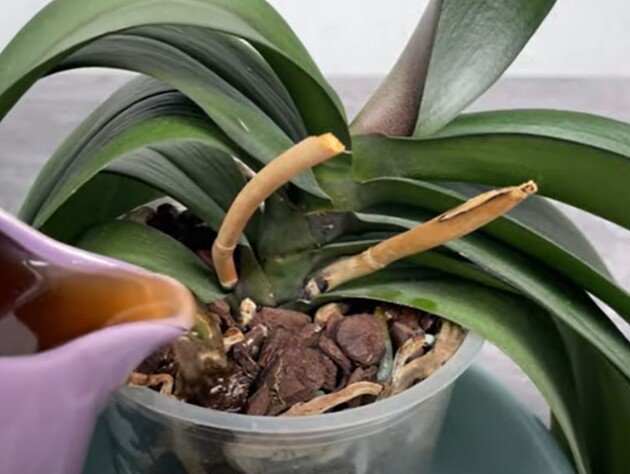 Поливайте цим орхідею раз на два тижні – і вона весь рік формуватиме нові квітконоси. Рецепт