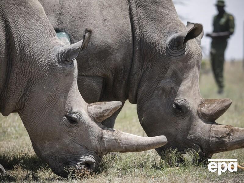 В мире осталось всего два северных белых носорога. Ученые рассказали, как пытаются сохранить вид